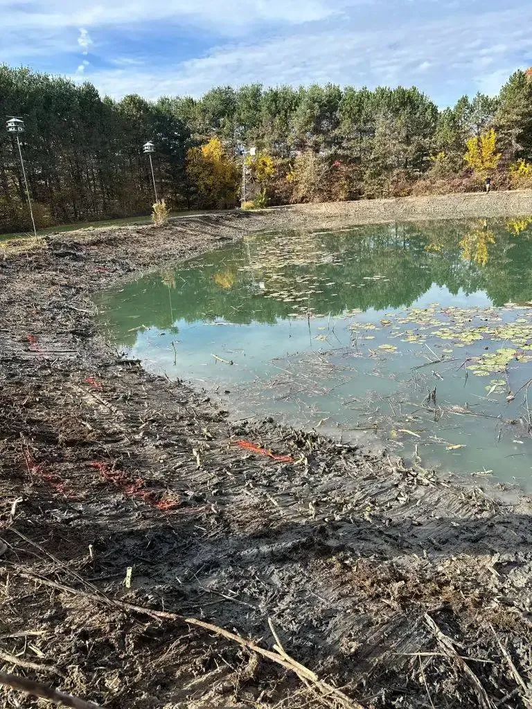 Muddy pond with green water and floating leaves, bordered by trees under a blue sky.