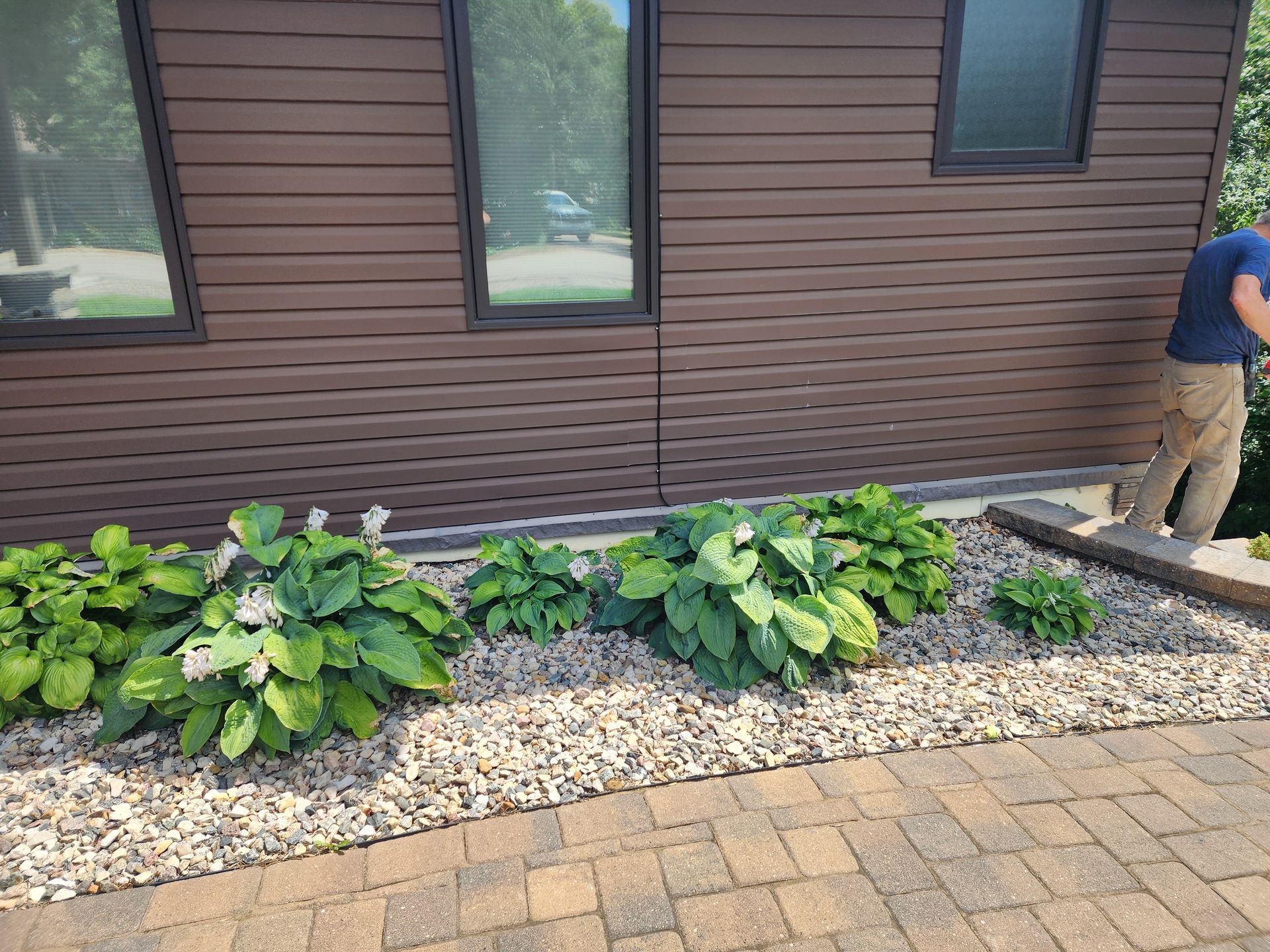 Front yard garden bed with hostas and rocks beside a brown house; person works at the right edge.