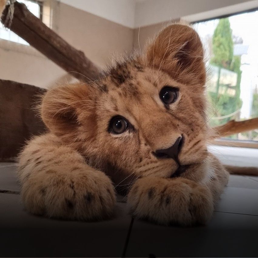 Small lion from the Silesian Zoo