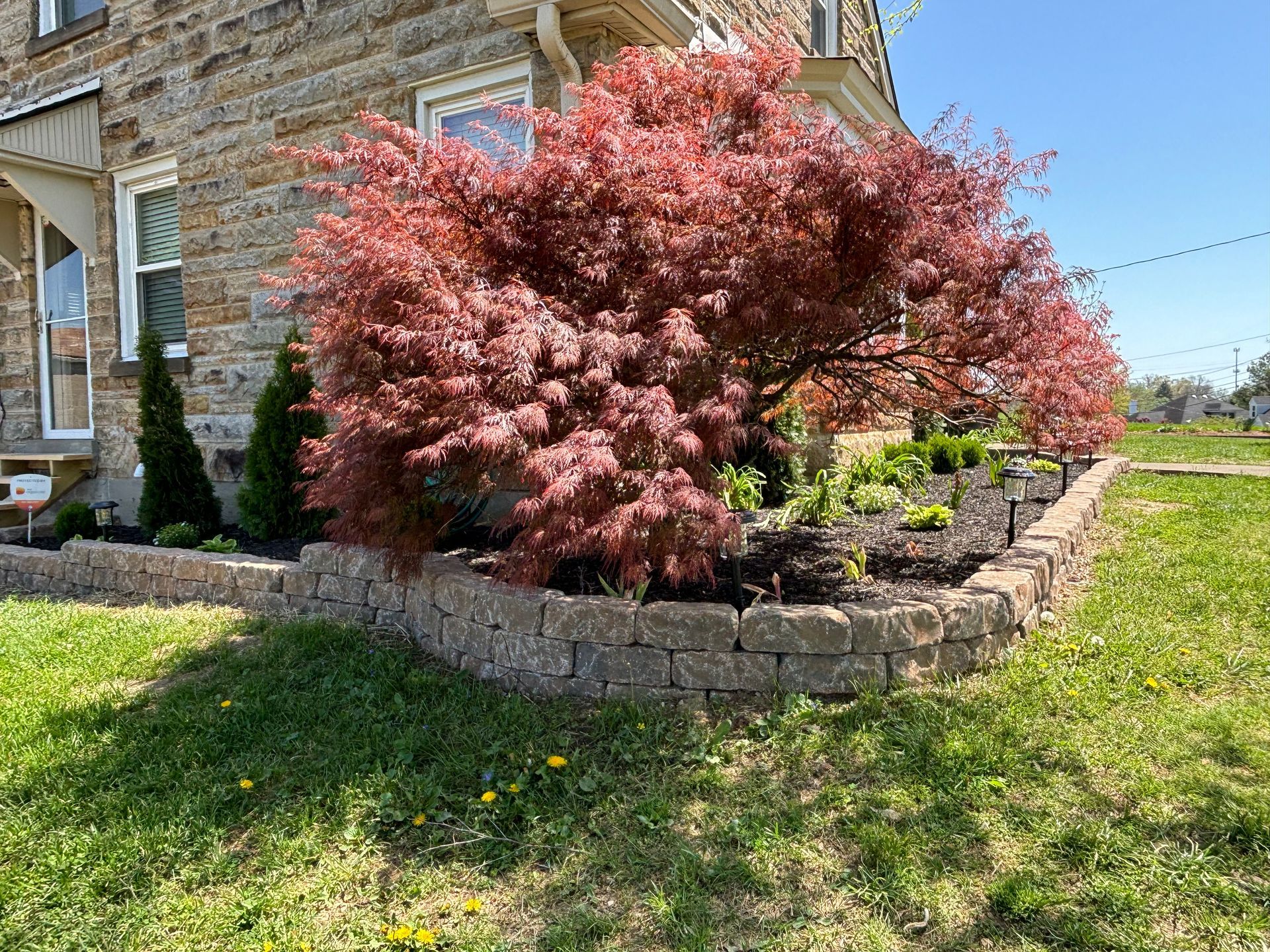 Red-leaf shrub in a stone garden bed beside a house, with lawn and bright sky in the background