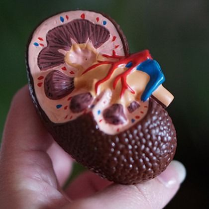 Hand holding a kidney-shaped anatomy model with cutaway showing red and blue blood vessels