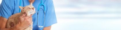 Cat being held by a person in a blue shirt, against a soft blue background.
