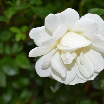 White flower in bloom against a blurred green background