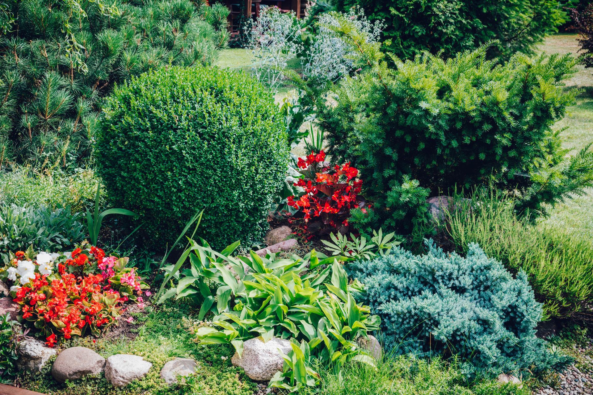 Un giardino pieno di piante e fiori.