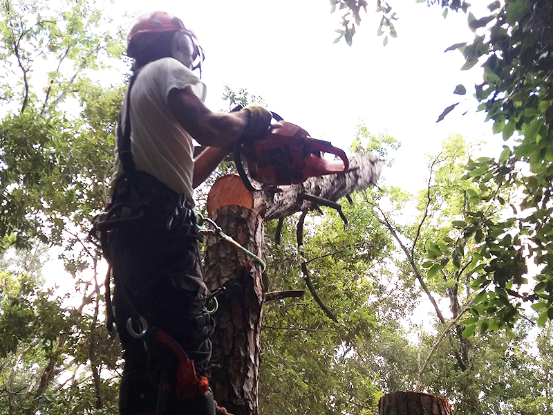 Un uomo sta tagliando un albero con una motosega nel bosco.