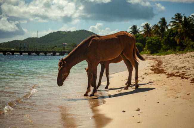 Wild horses grazing along the shoreline of Vieques in the Spanish Virgin Islands with turquoise wate