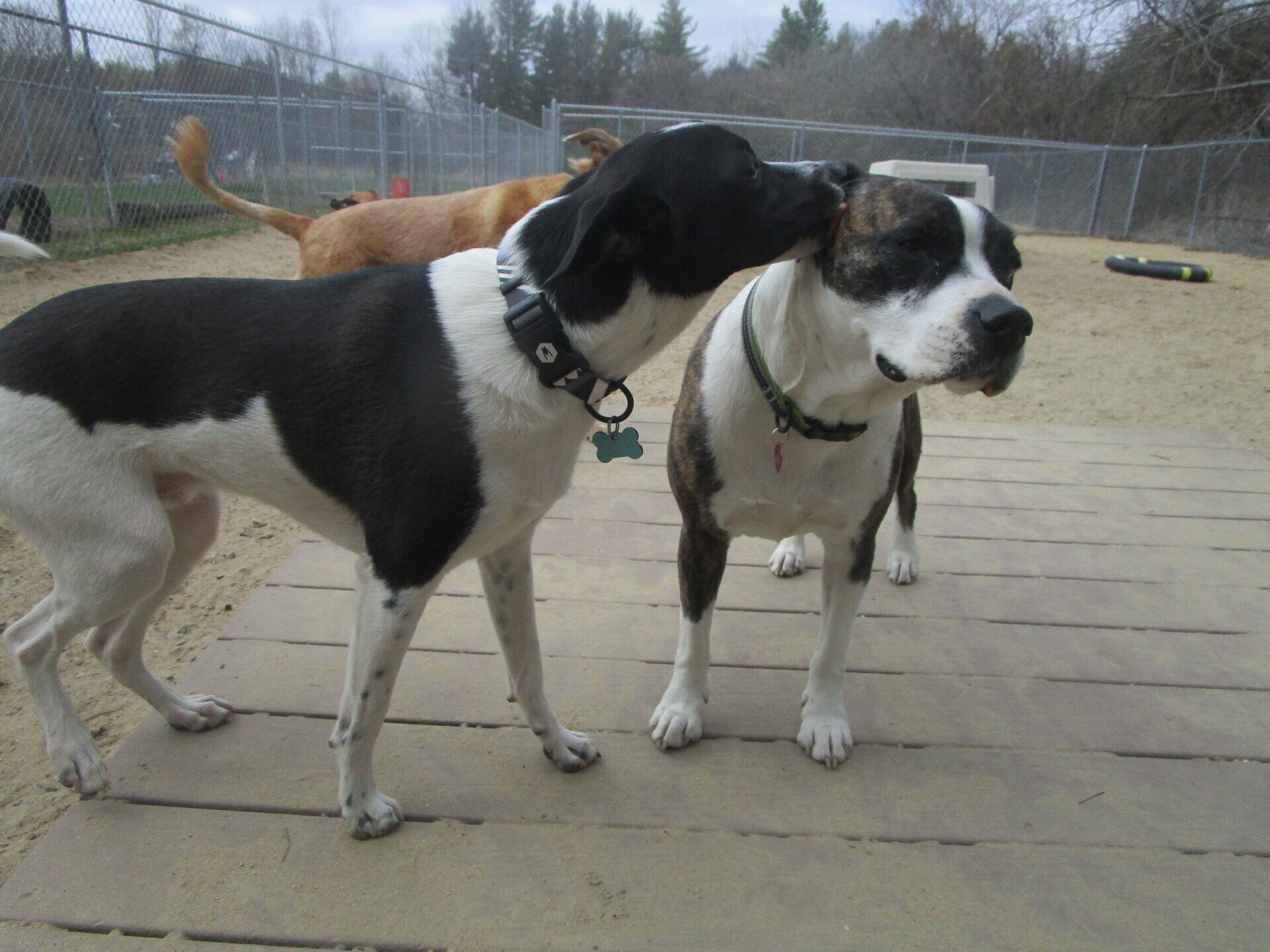 Dog Daycare Dover, Durham & Rochester, NH Deco Dogs Daycare