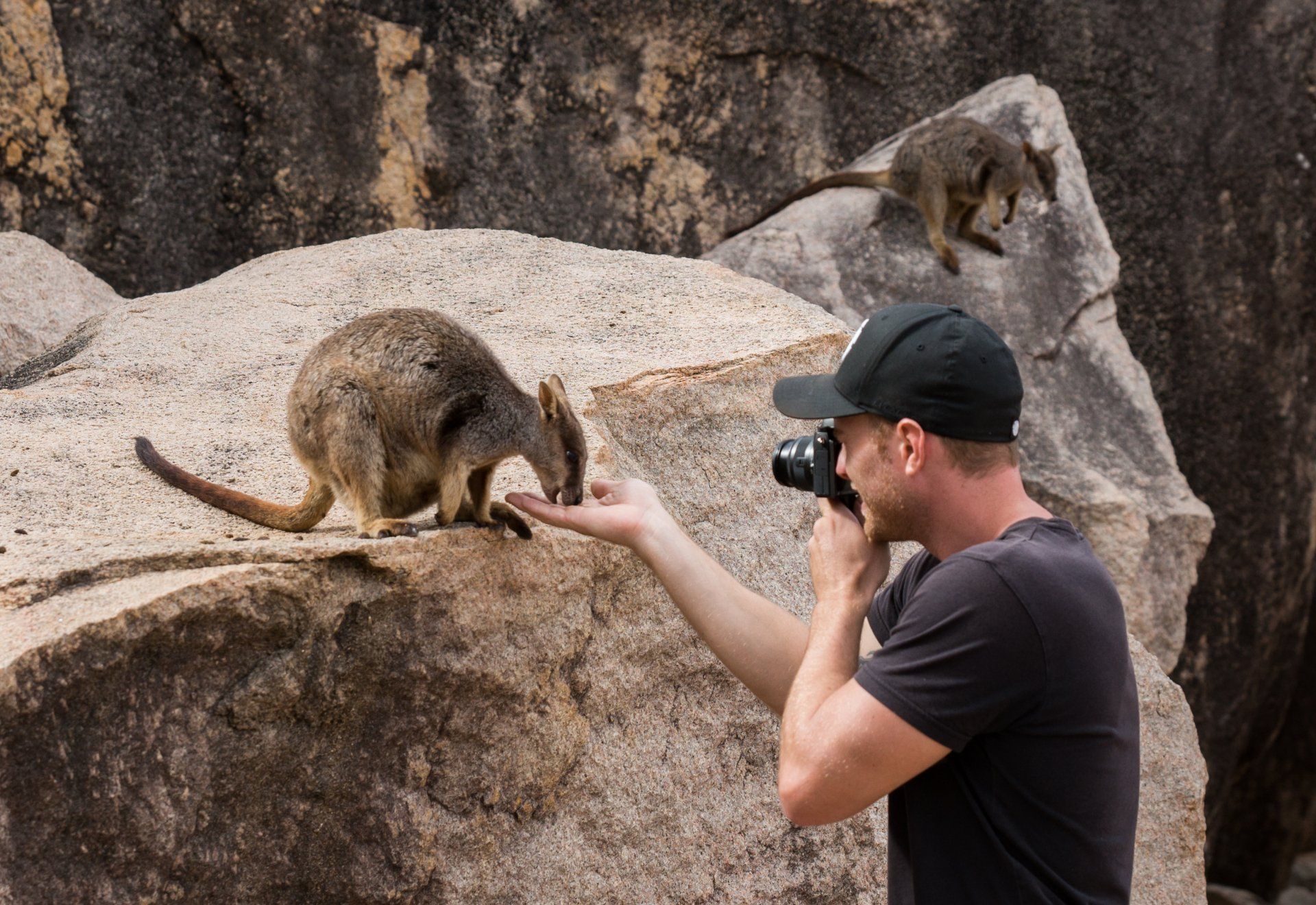 A man is taking a picture of a kangaroo on a rock