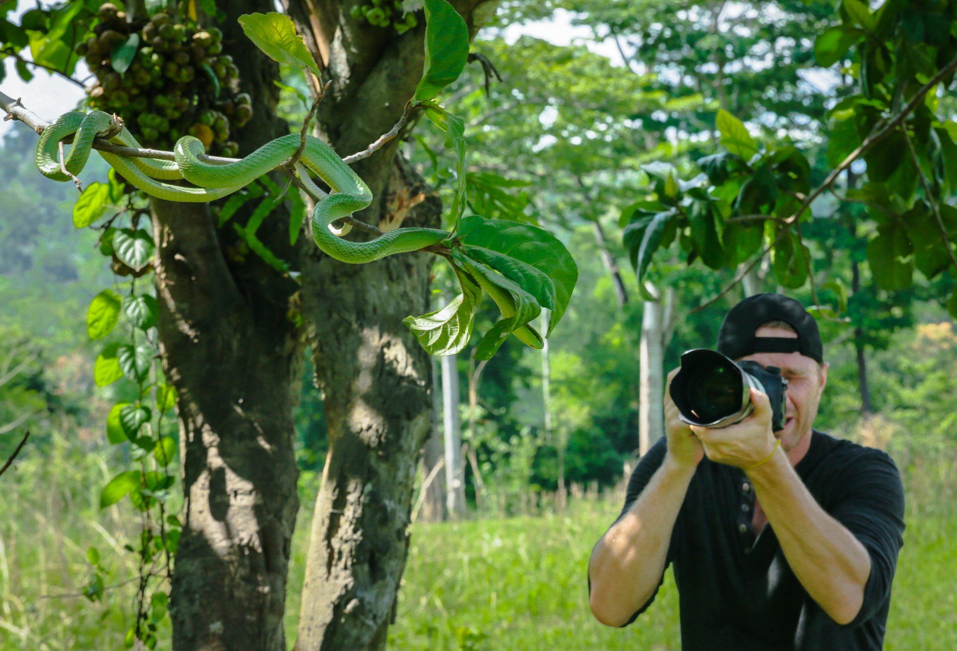 A man is taking a picture of a snake in a tree.
