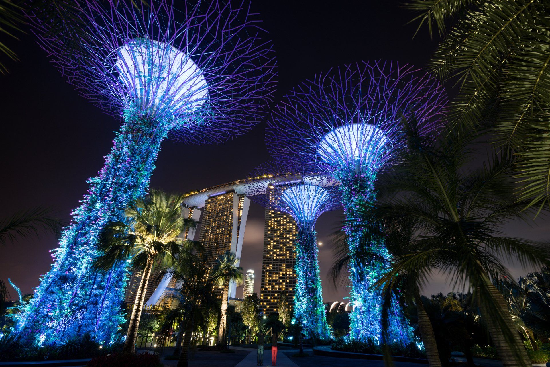 The gardens by the bay is lit up at night