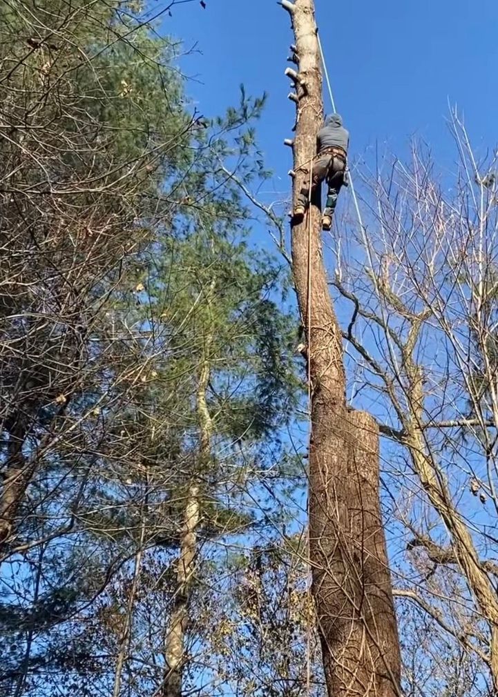 Tree Removal in Weymouth, MA