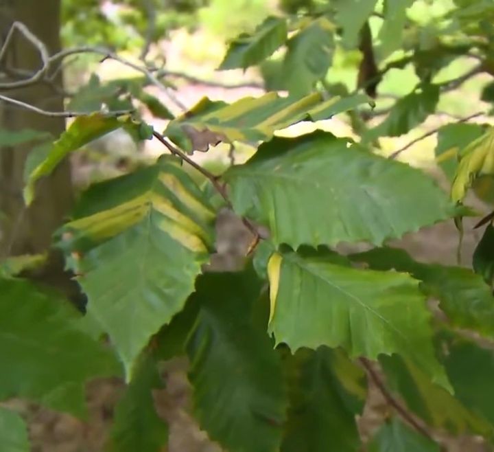 Tree health services in Weymouth, Massachusetts