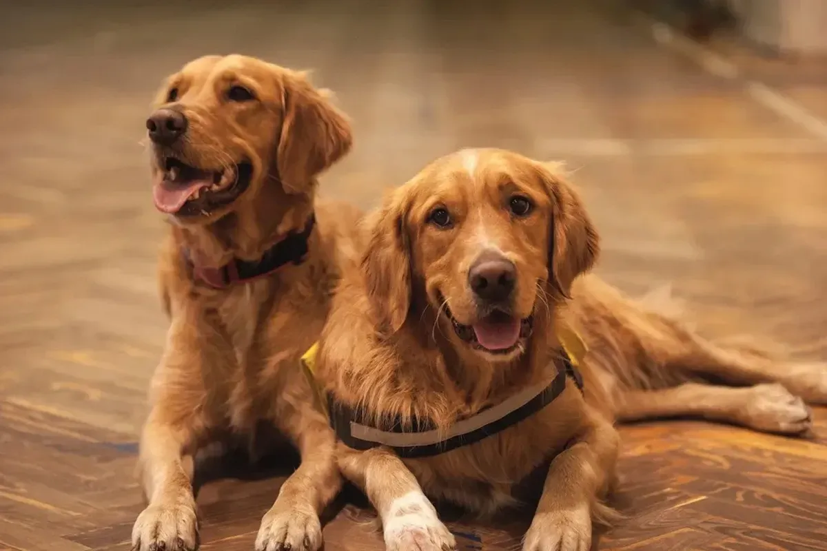 Two dogs laying down on a wood flooring.
