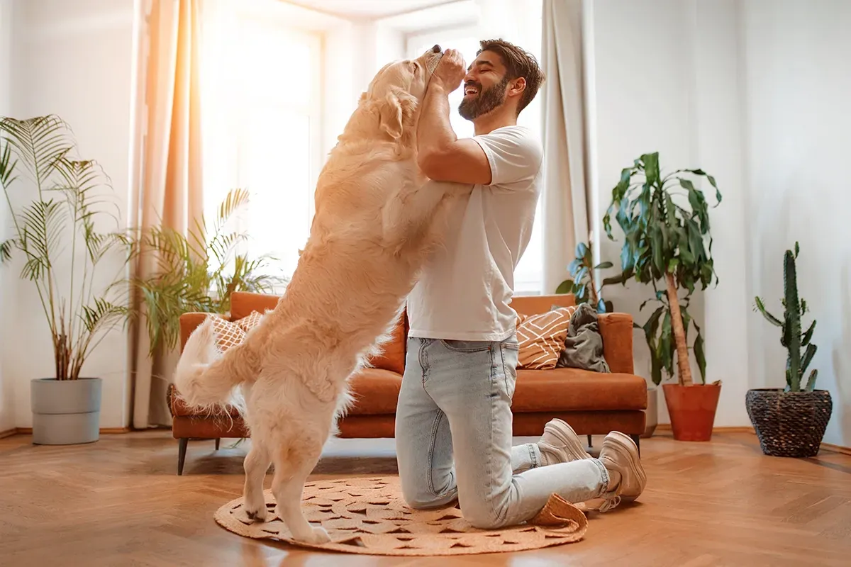 Man kneeling on the floor while playing with his large dog.