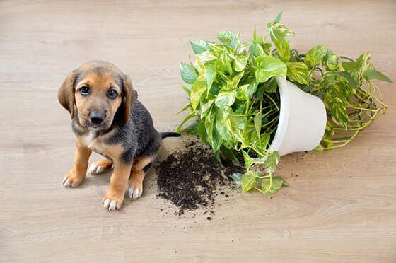 Small dog next to a knocked over plant with soil spilling out onto the floor.