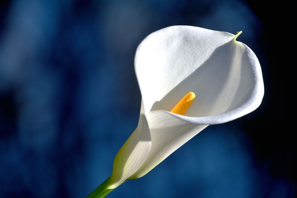 Cerimonia funebre