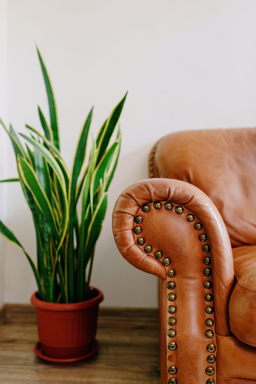 Potted snake plant beside a tan leather couch armrest with nailhead trim