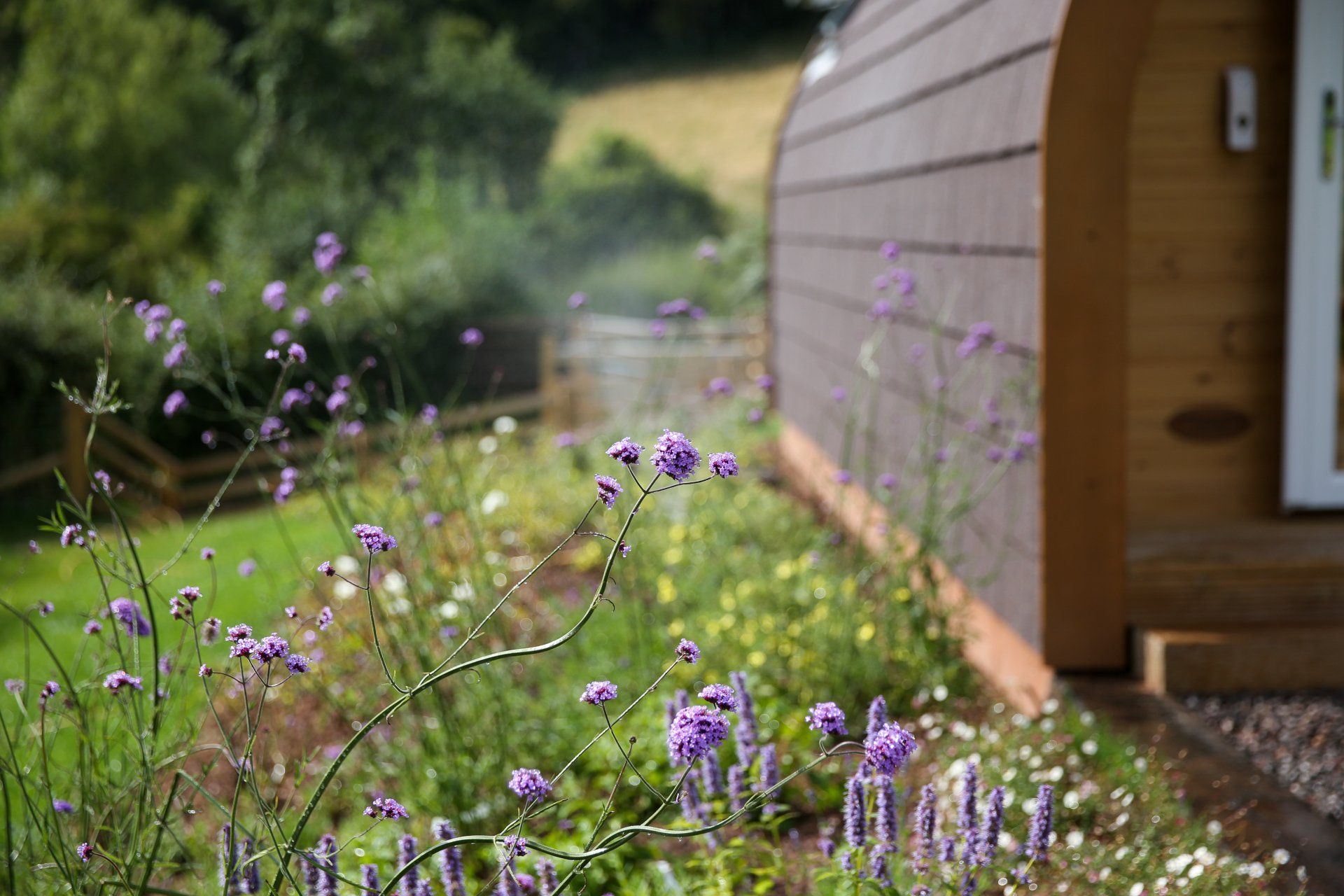 Wildflowers beside glamping pod in Monmouthshire
