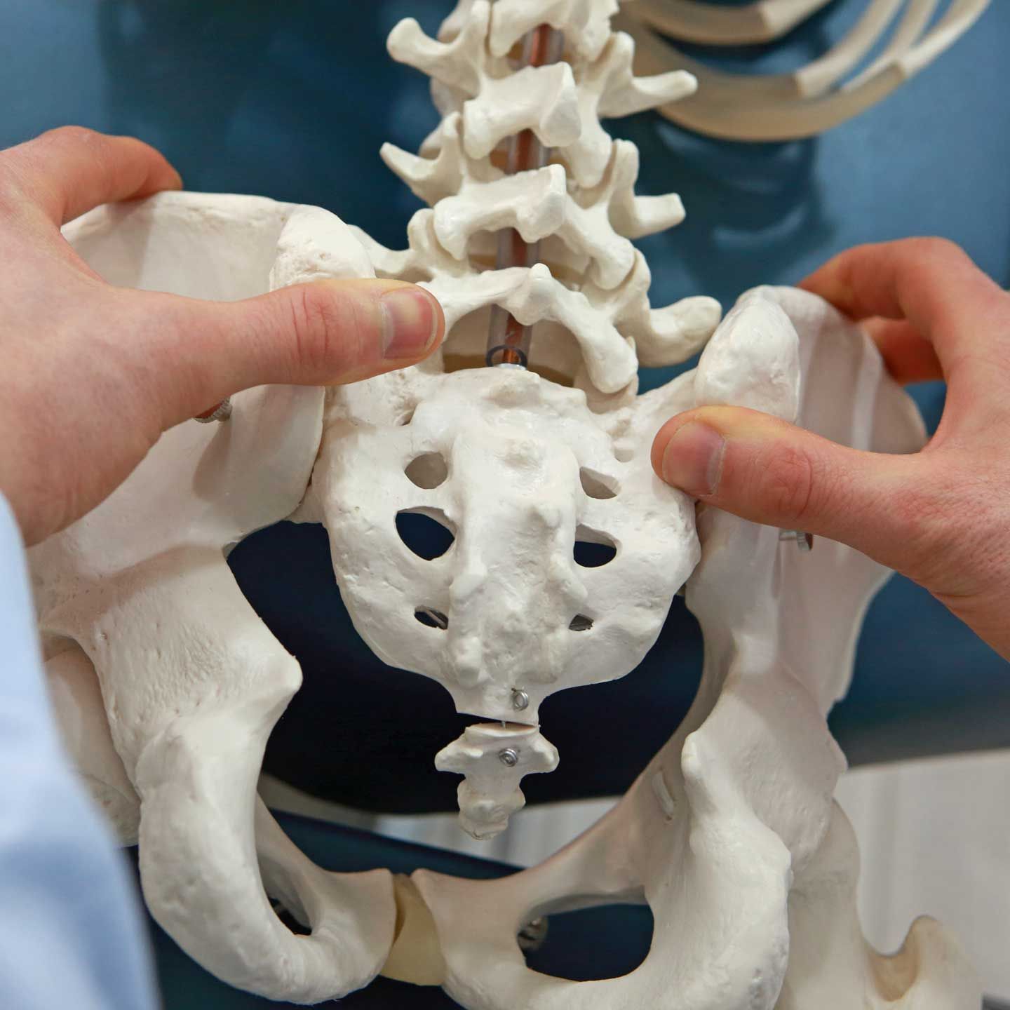 Hands holding a plastic model of a human lumbar spine, sacrum, and pelvic girdle.
