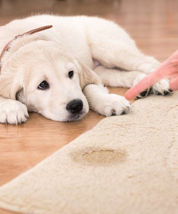 oriental carpet cleaning near me