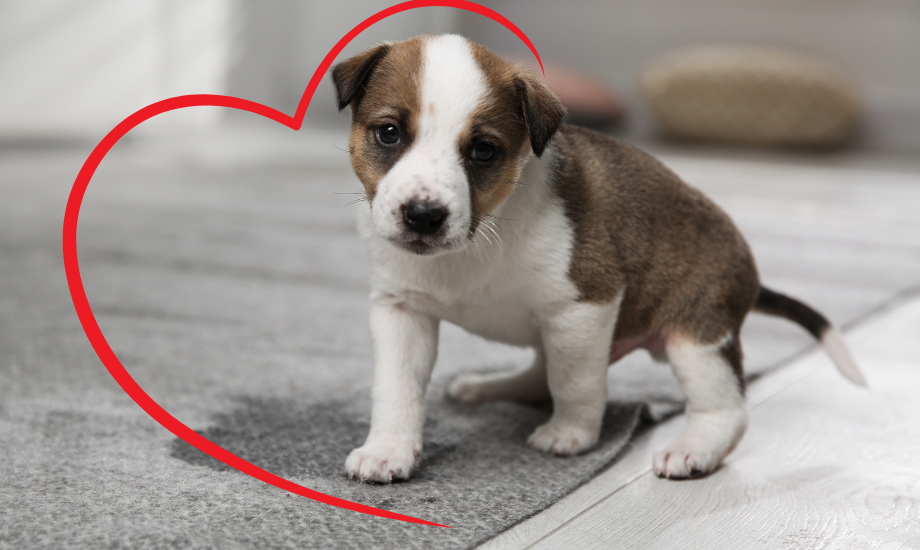 We love our pets We love our pets