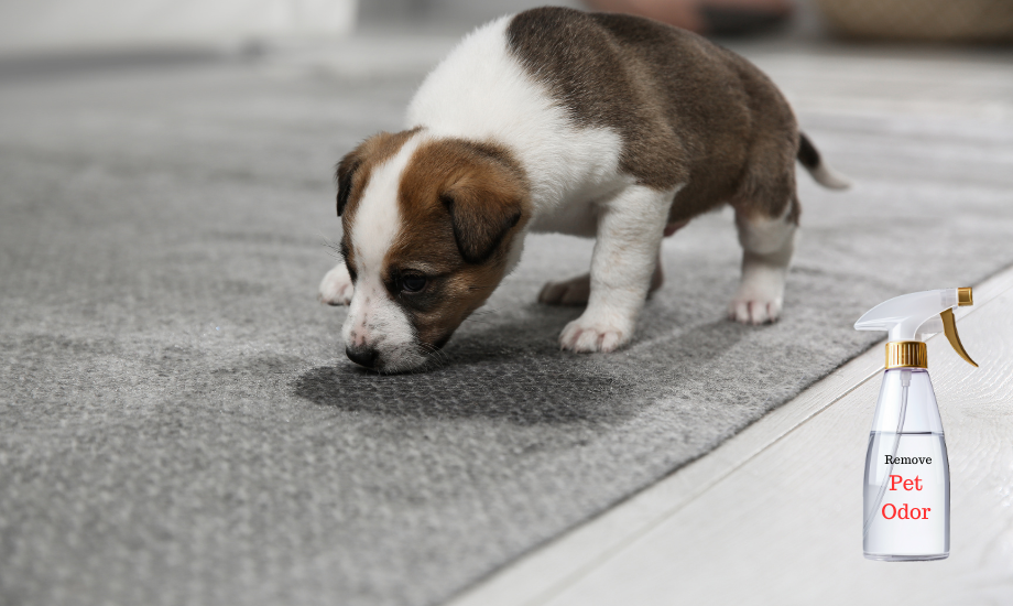 Safely Remove Pet Odors Remove Pet Odors in Carpet