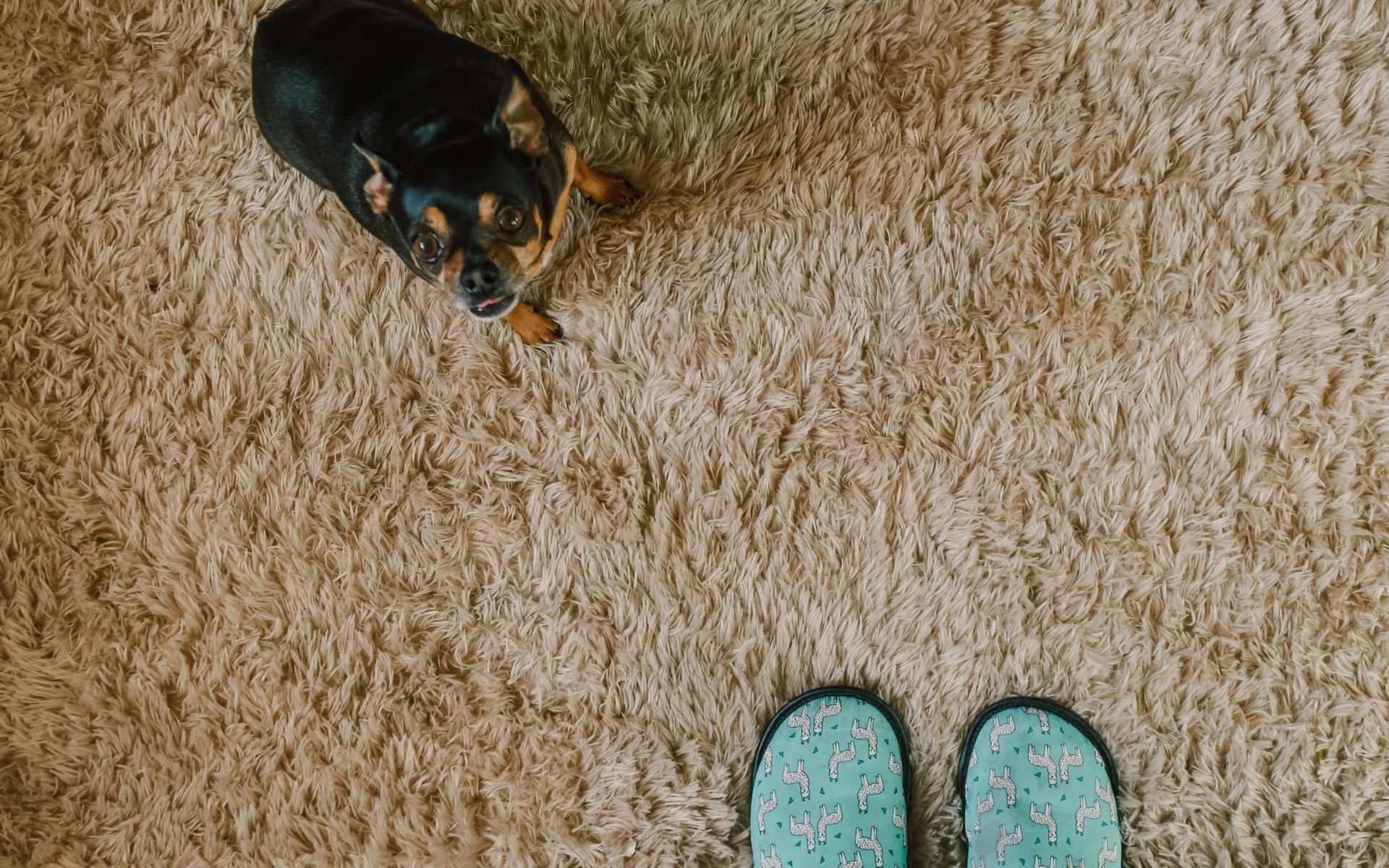 dog sitting on carpet dog sitting on carpet