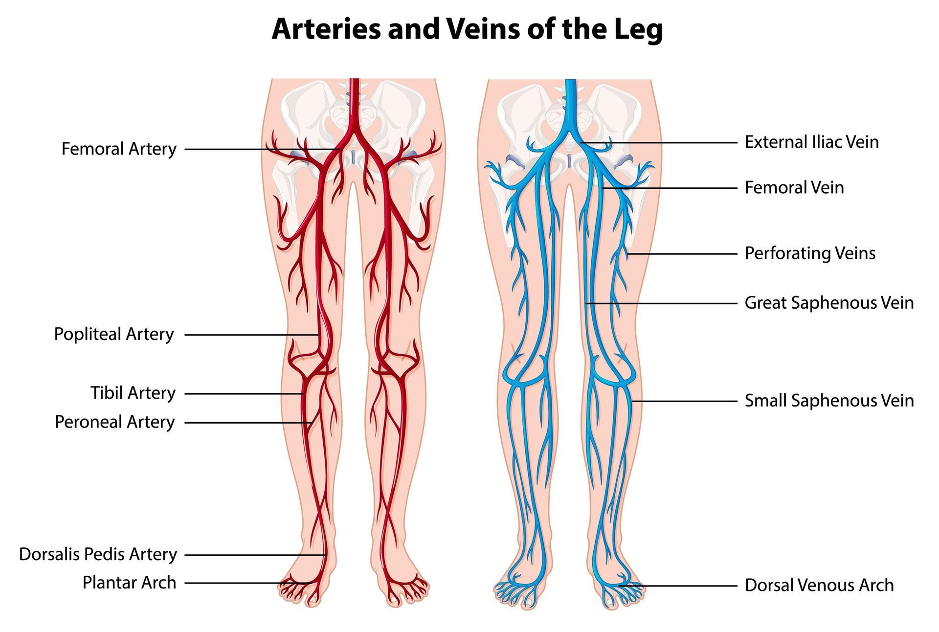 Diagram showing arteries (red) and veins (blue) in the legs, with labels for various vessels.