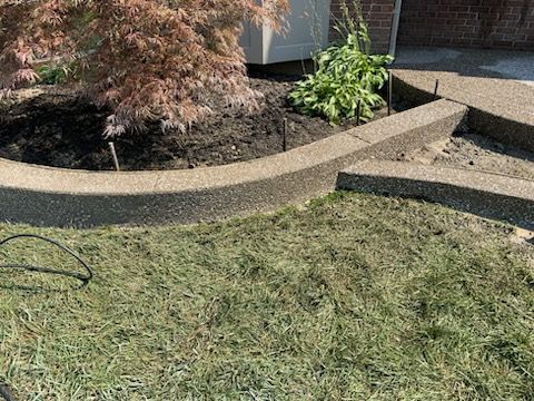 A curved concrete border separates a mulched garden bed with a small Japanese maple from a freshly mowed lawn.