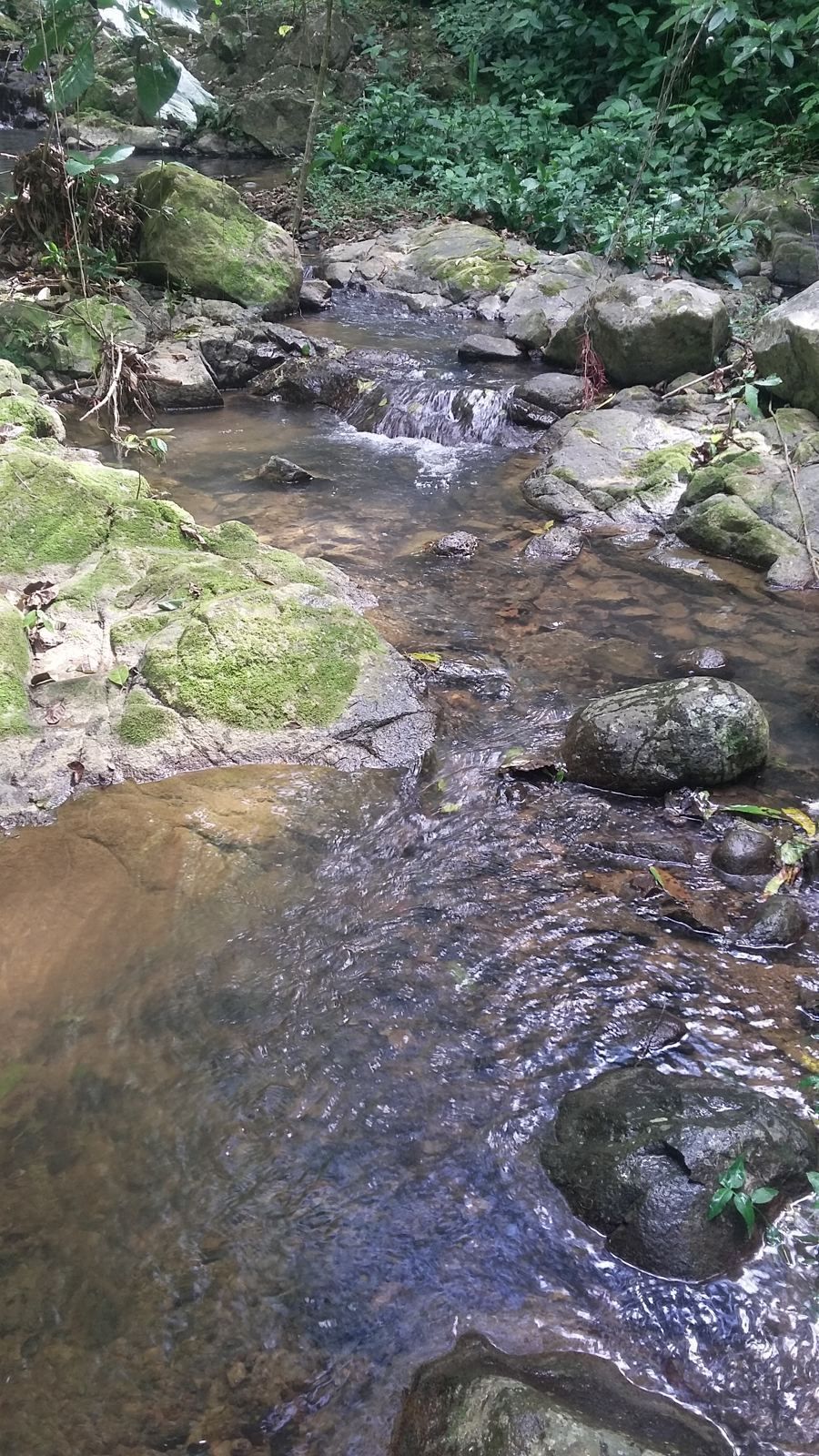 Clear water running over rocks in the creek
