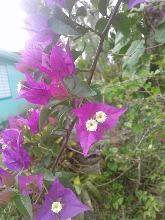 Bougainvillea in bloom