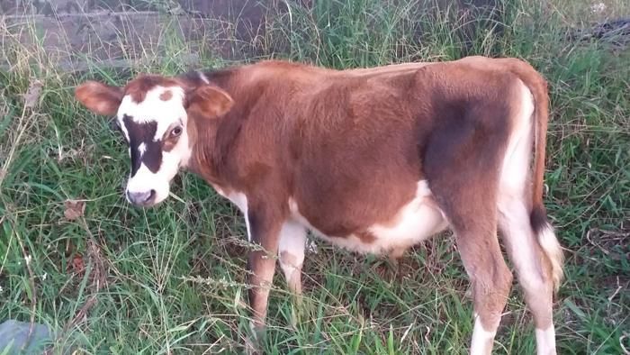 Young calf on the pasture