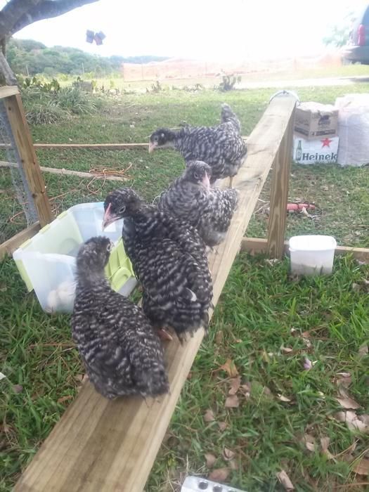 Chickens in the coop