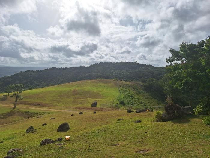 View east over the estate pasture and tree line