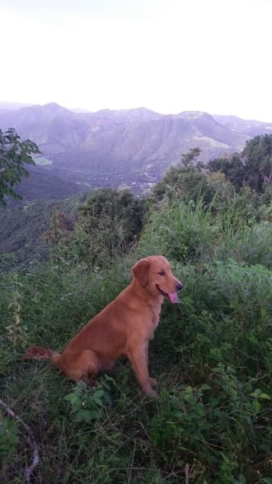 A happy dog in the tall grass