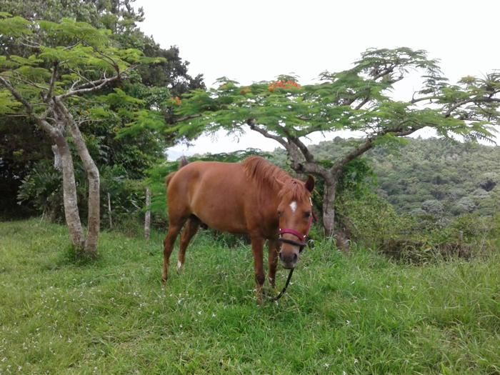 A horse grazing under the trees