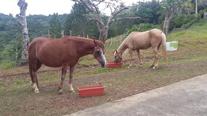 Horses at the trough on the estate