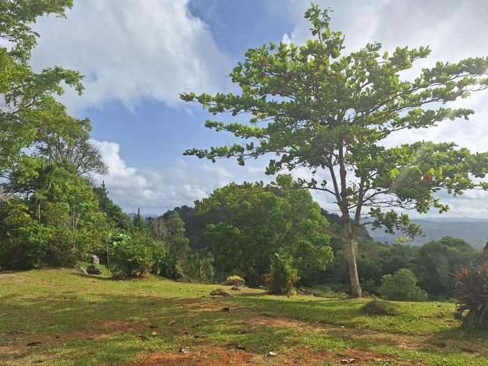 Mature trees on the open pasture