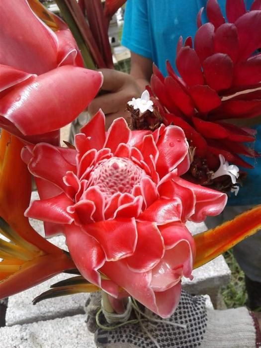 Torch ginger blooming on the grounds