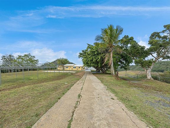Estate road lined with trees and a palm