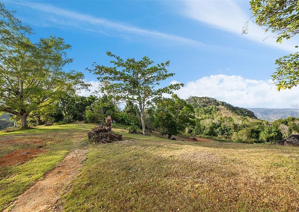 Open pasture under big trees with mountain views