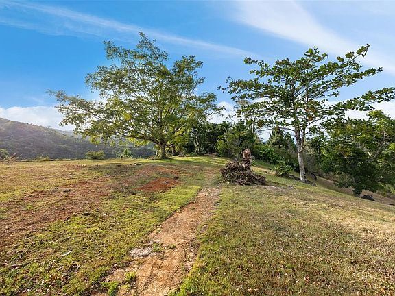 Pasture and trail under shade trees