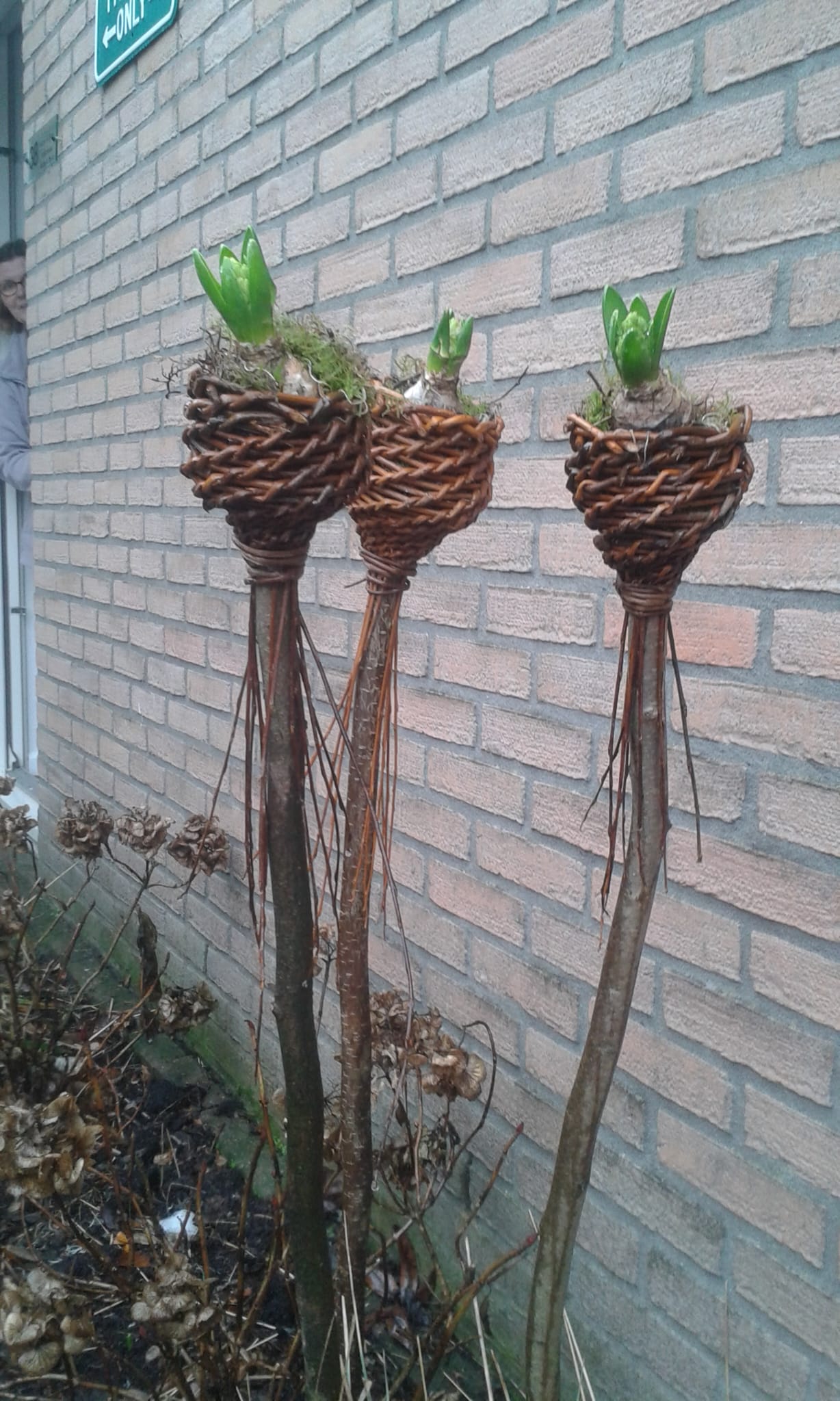 Drie hyacinten in gevlochten houders tegen een bakstenen muur.