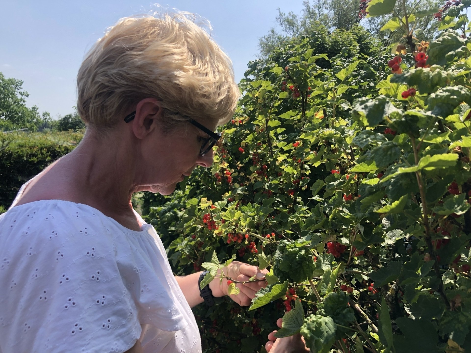 Een vrouw plukt rode bessen van een struik in een zonnige tuin.
