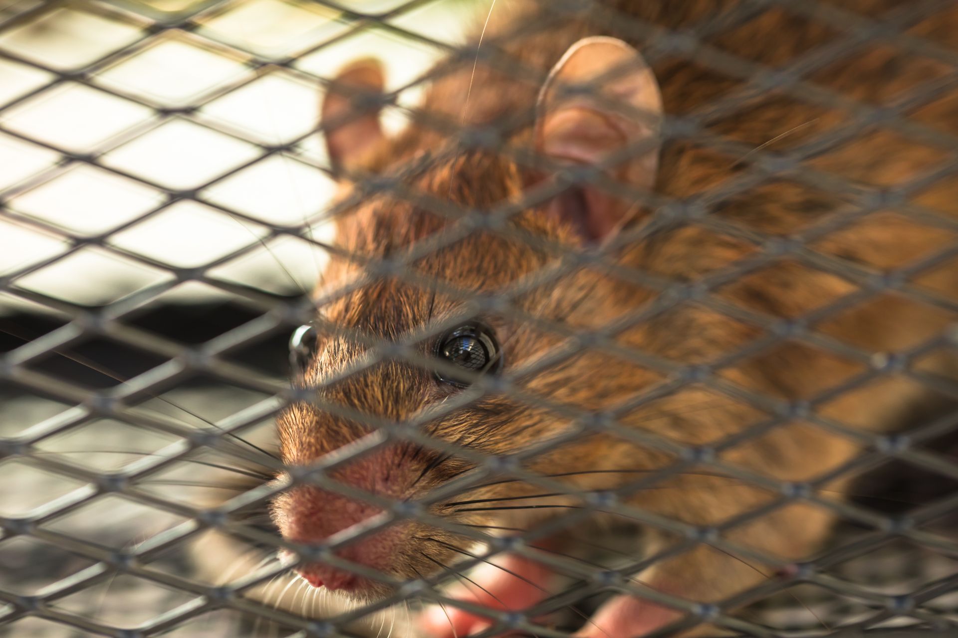 Pest Control Hornsby Heights, NSW Sterling Pest Control