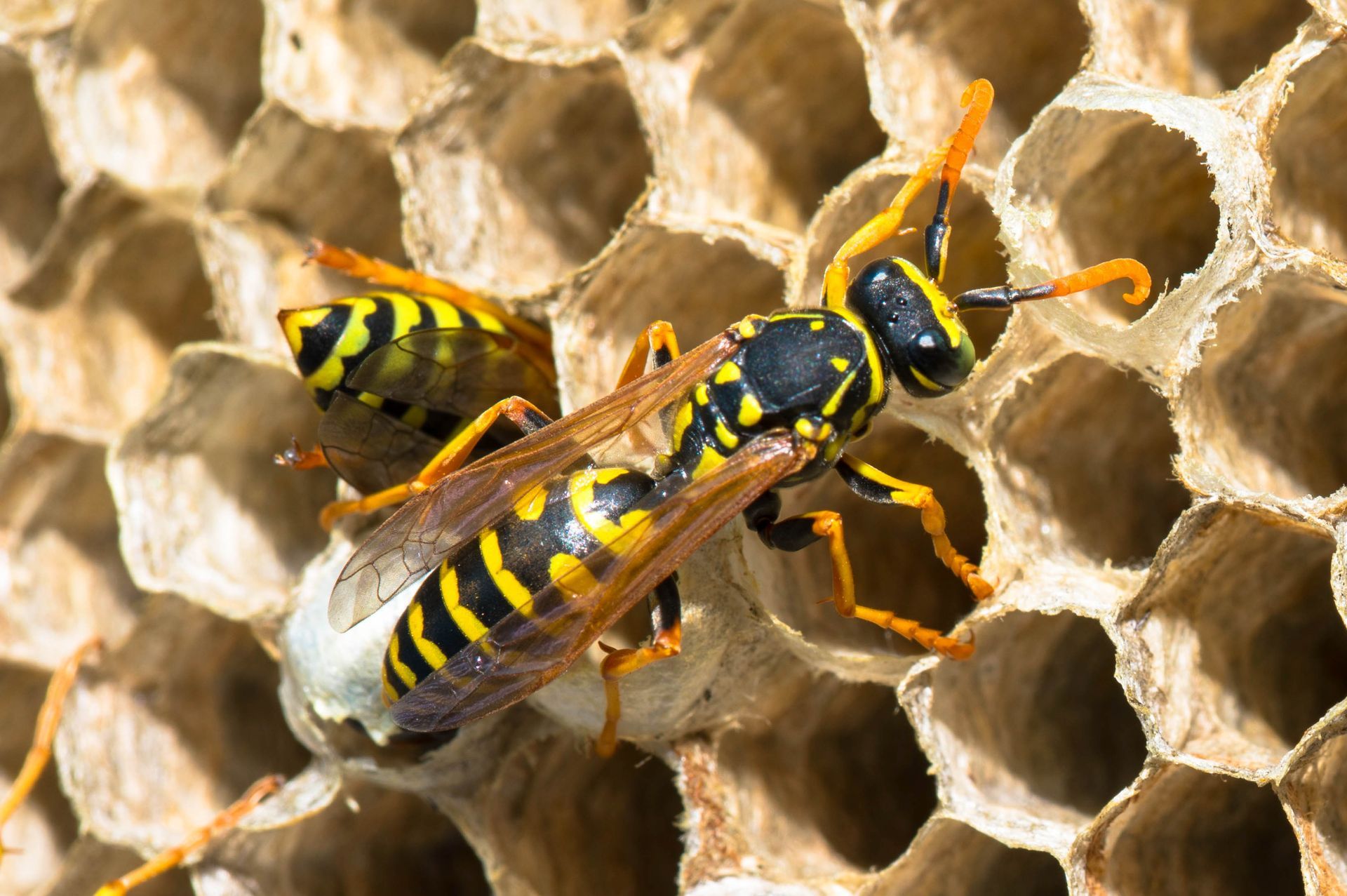 Wasp — Hornsby Heights, NSW — Sterling Pest Control Pty Ltd Wasp — Hornsby Heights, NSW — Sterling Pest Control Pty Ltd