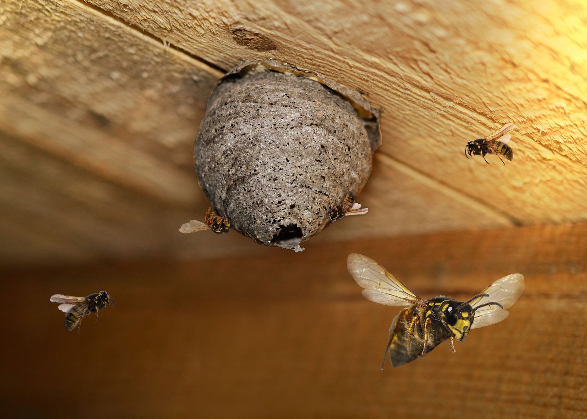 Wasp Treatment — Hornsby Heights, NSW — Sterling Pest Control Pty Ltd