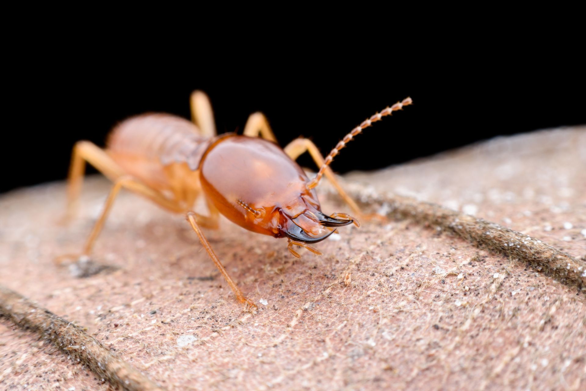 Termite — Hornsby Heights, NSW — Sterling Pest Control Pty Ltd Termite — Hornsby Heights, NSW — Sterling Pest Control Pty Ltd
