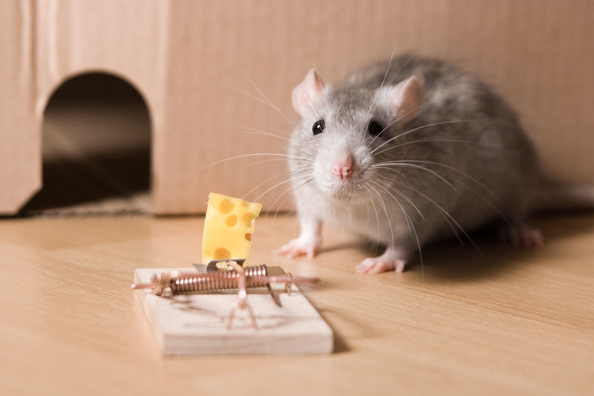 Rodent — Hornsby Heights, NSW — Sterling Pest Control Pty Ltd Rodent — Hornsby Heights, NSW — Sterling Pest Control Pty Ltd