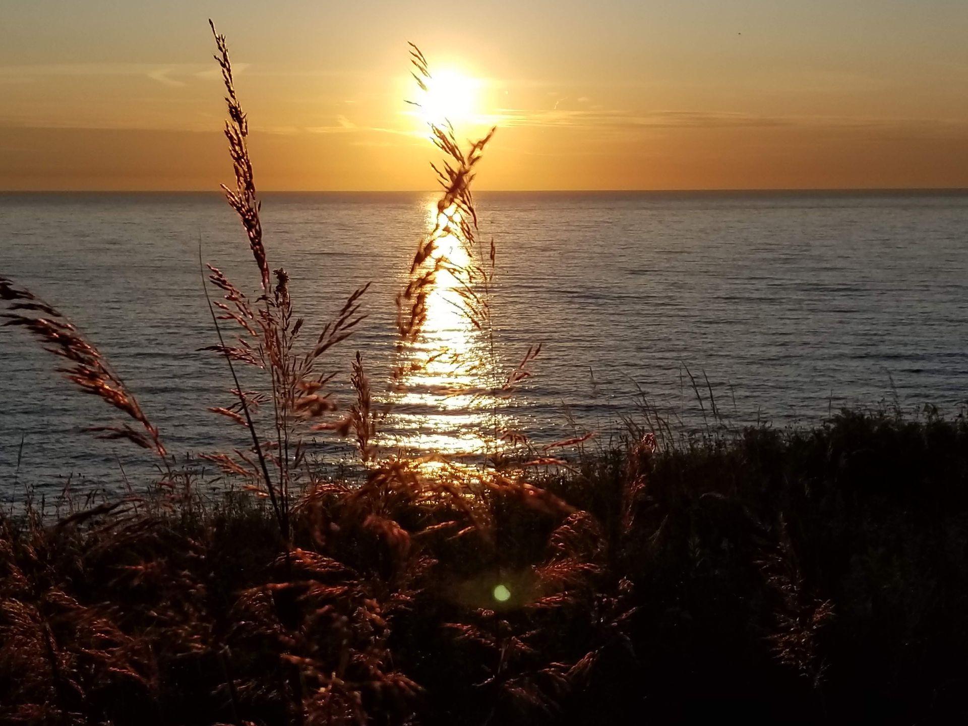 A golden sunset glows over a calm body of water, framed by tall stalks of grass in the foreground.